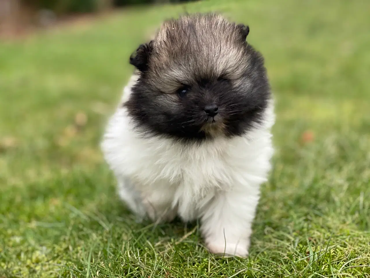 Billede 4 - DKK skønne Pomeranian drenge