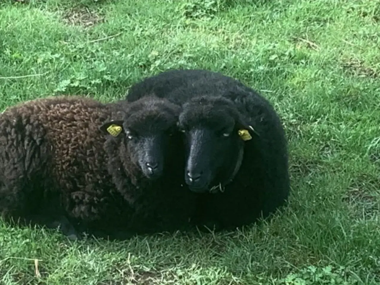 Billede 1 - 9 smukke Quessant får