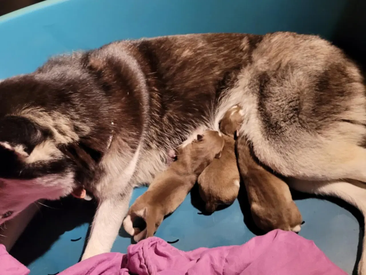 Billede 6 - Siberian Husky bear  hvalpe