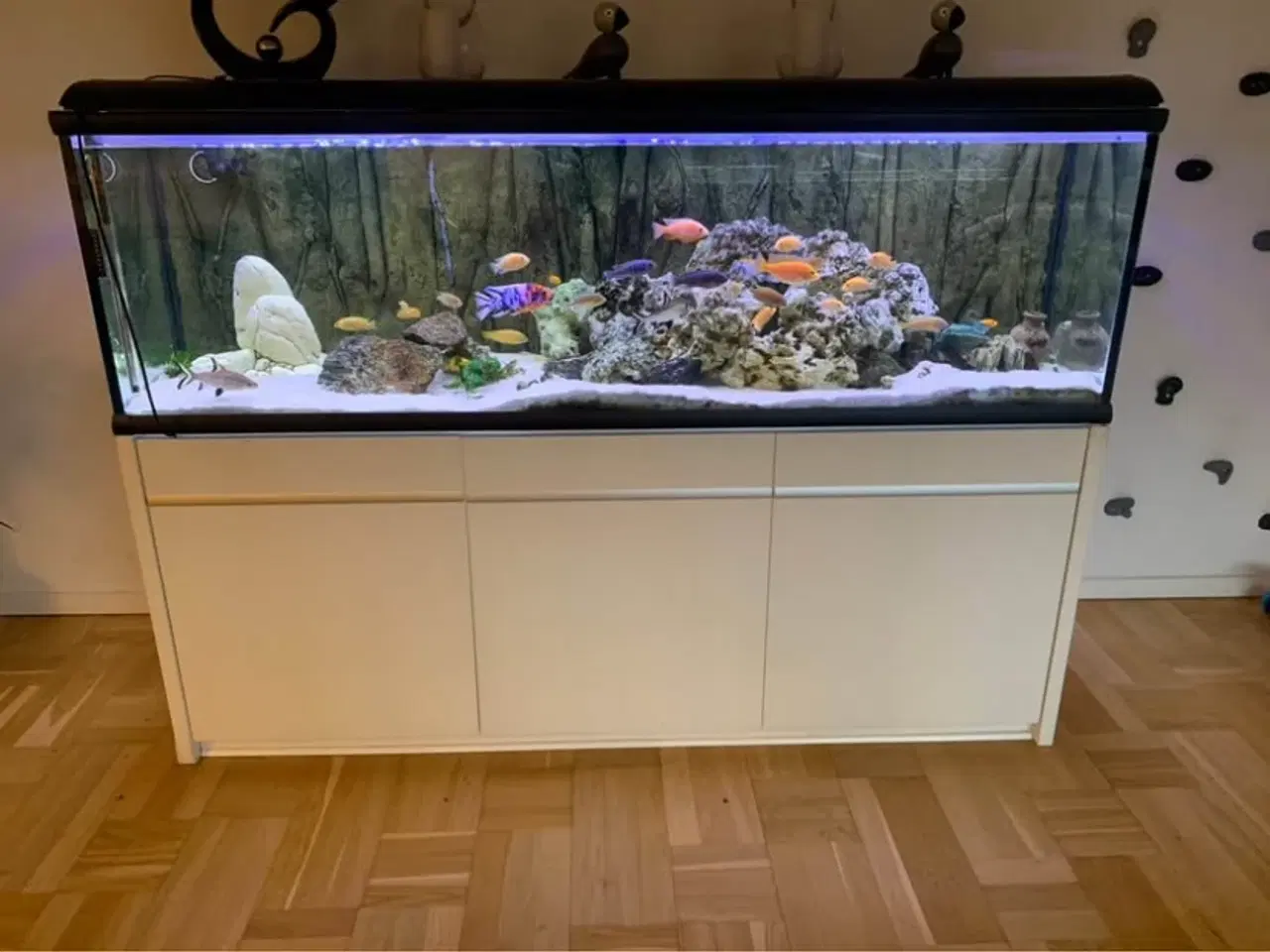 Billede 1 - 720 liters akvarie