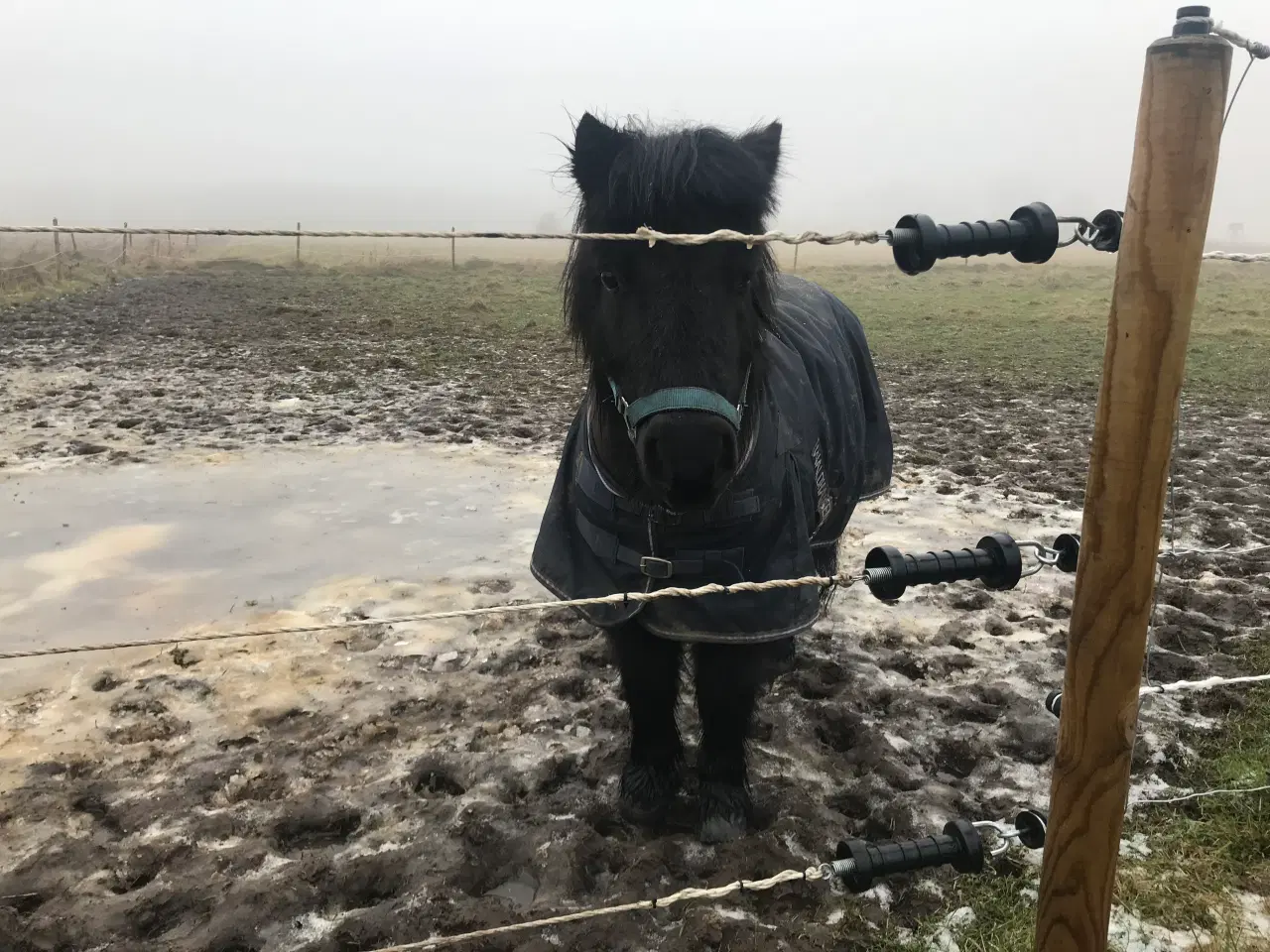 Billede 6 - Verdens dejligste børnepony!