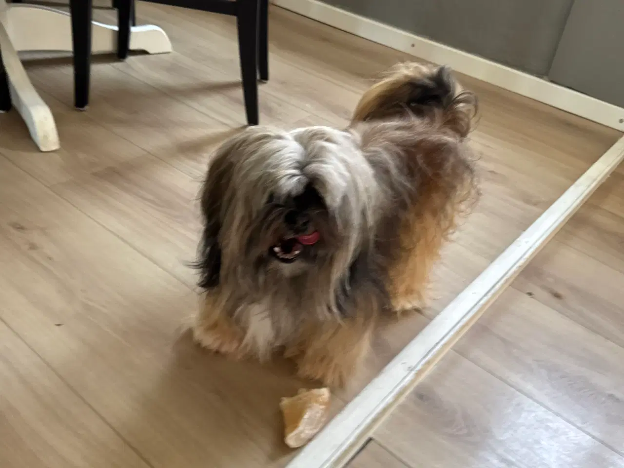 Billede 8 - Lhasa apso han 