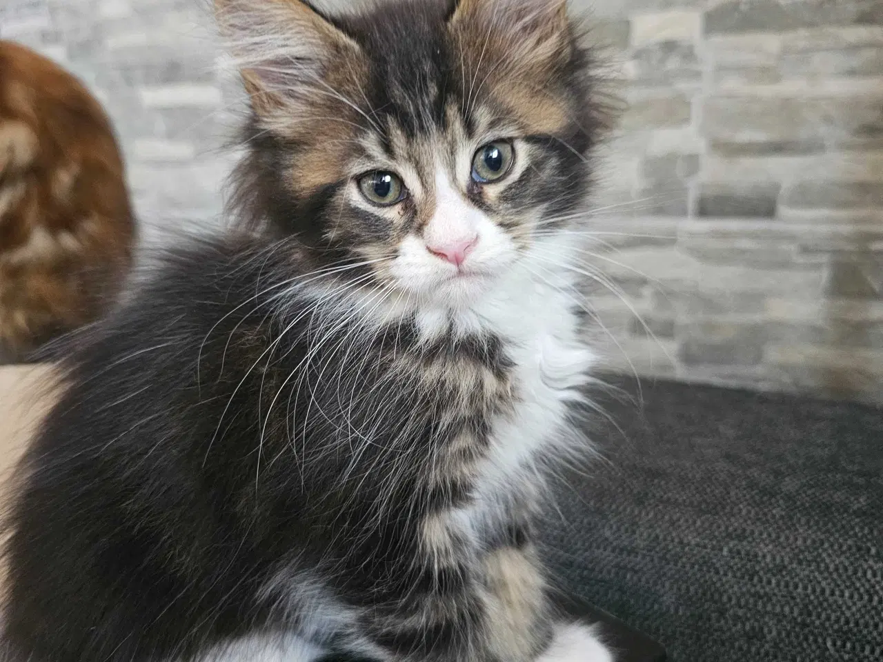 Billede 5 - Maine Coon killing m/stamtavle 