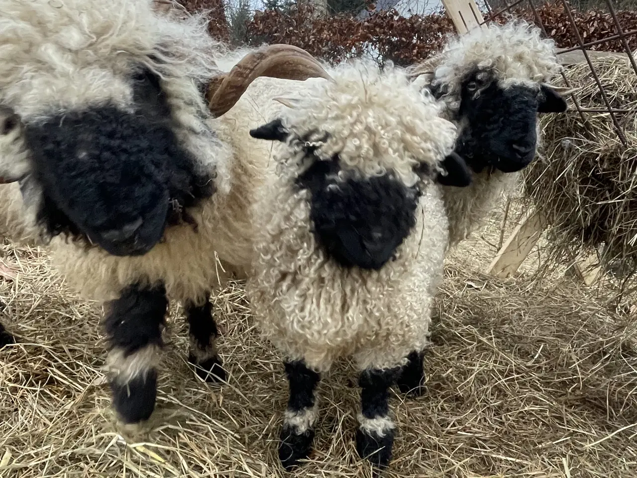 Billede 3 - Flot Valais Blacknose vædderlam 