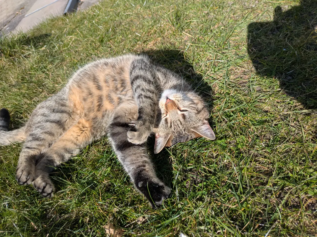 Billede 2 - Verdens bedste kat