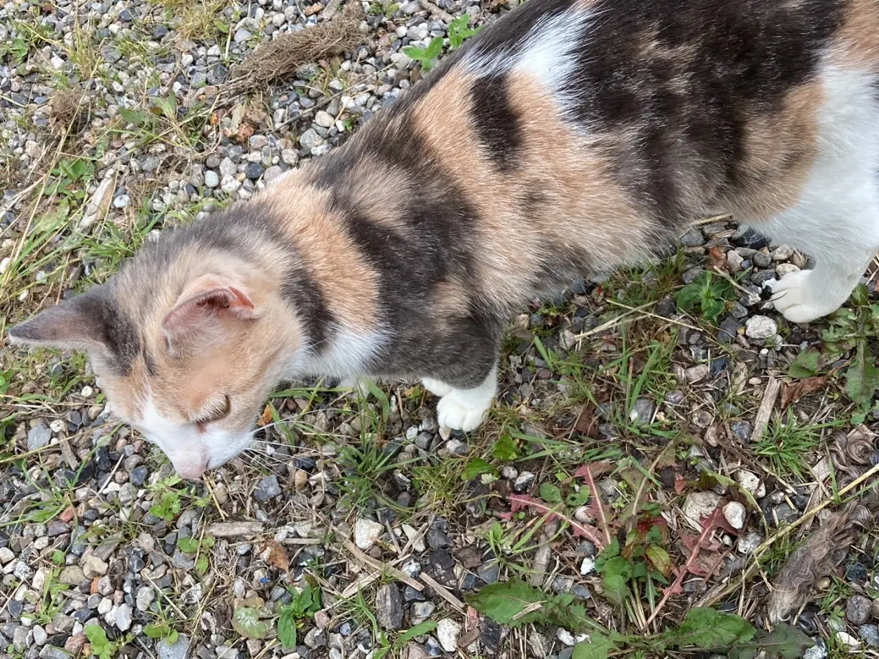 Billede 3 - Kat nogle der savner den? 