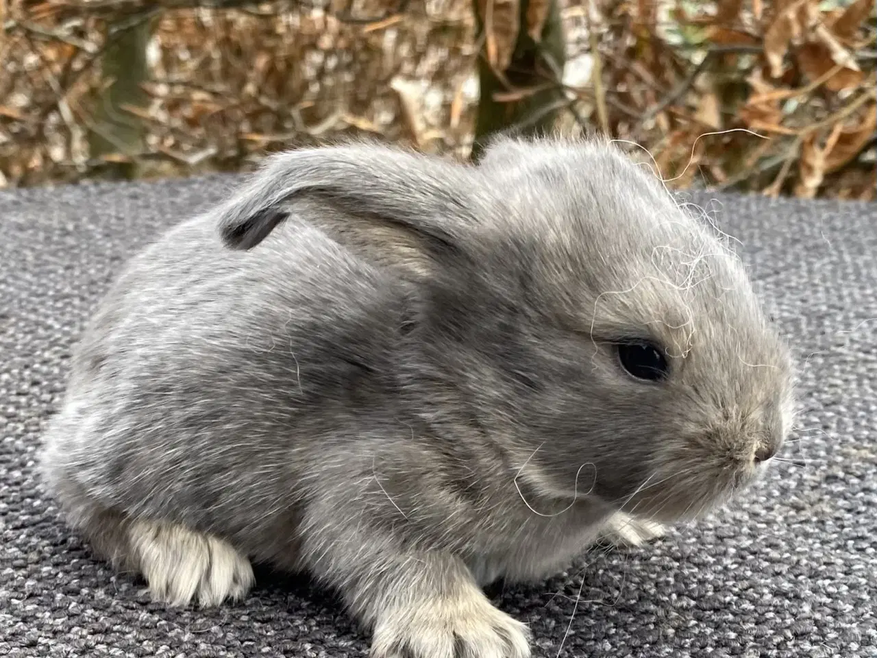 Billede 5 - FRANSK VÆDDER HAN VILDTBLÅ