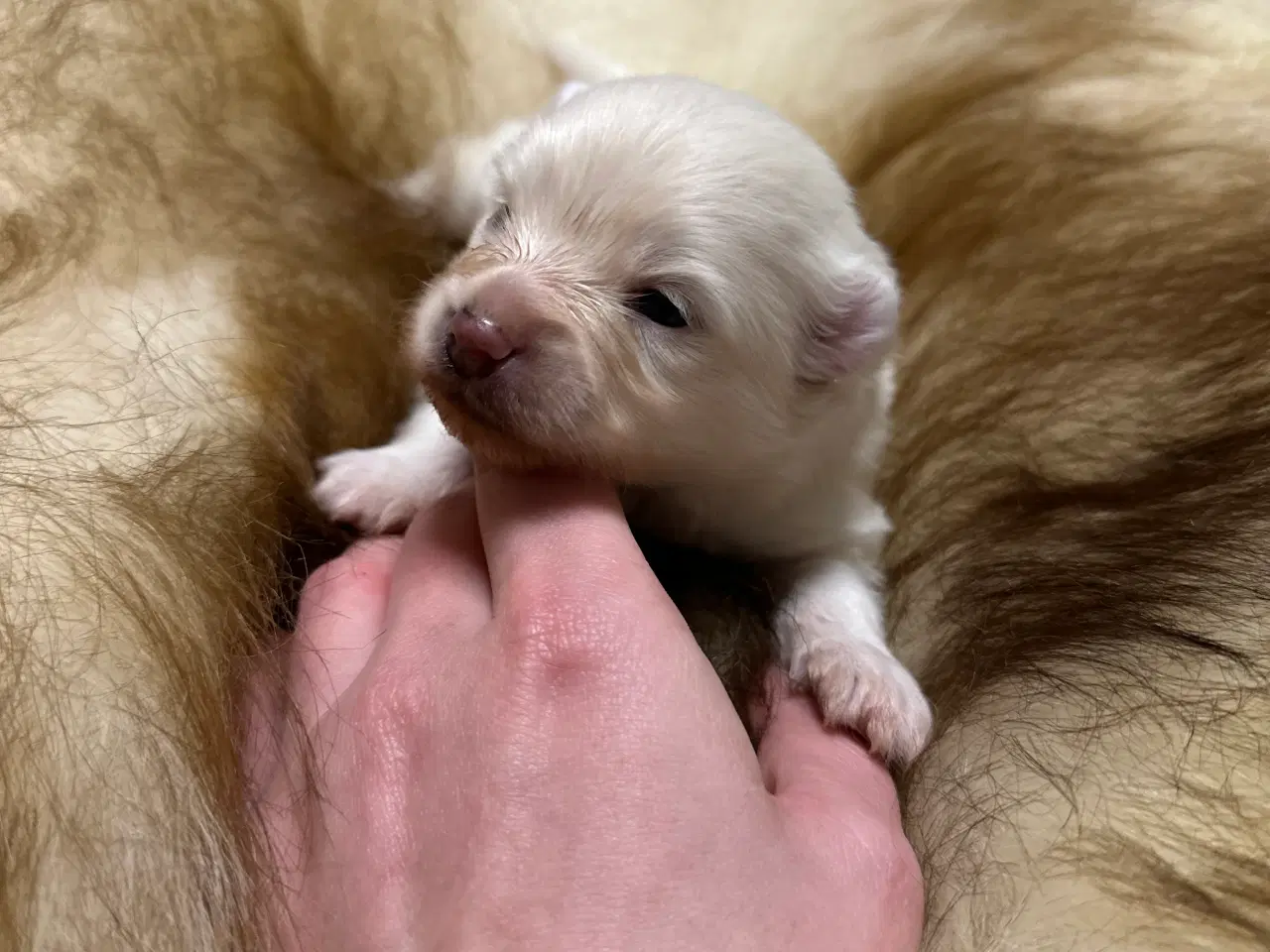 Billede 11 - Pomeranian 