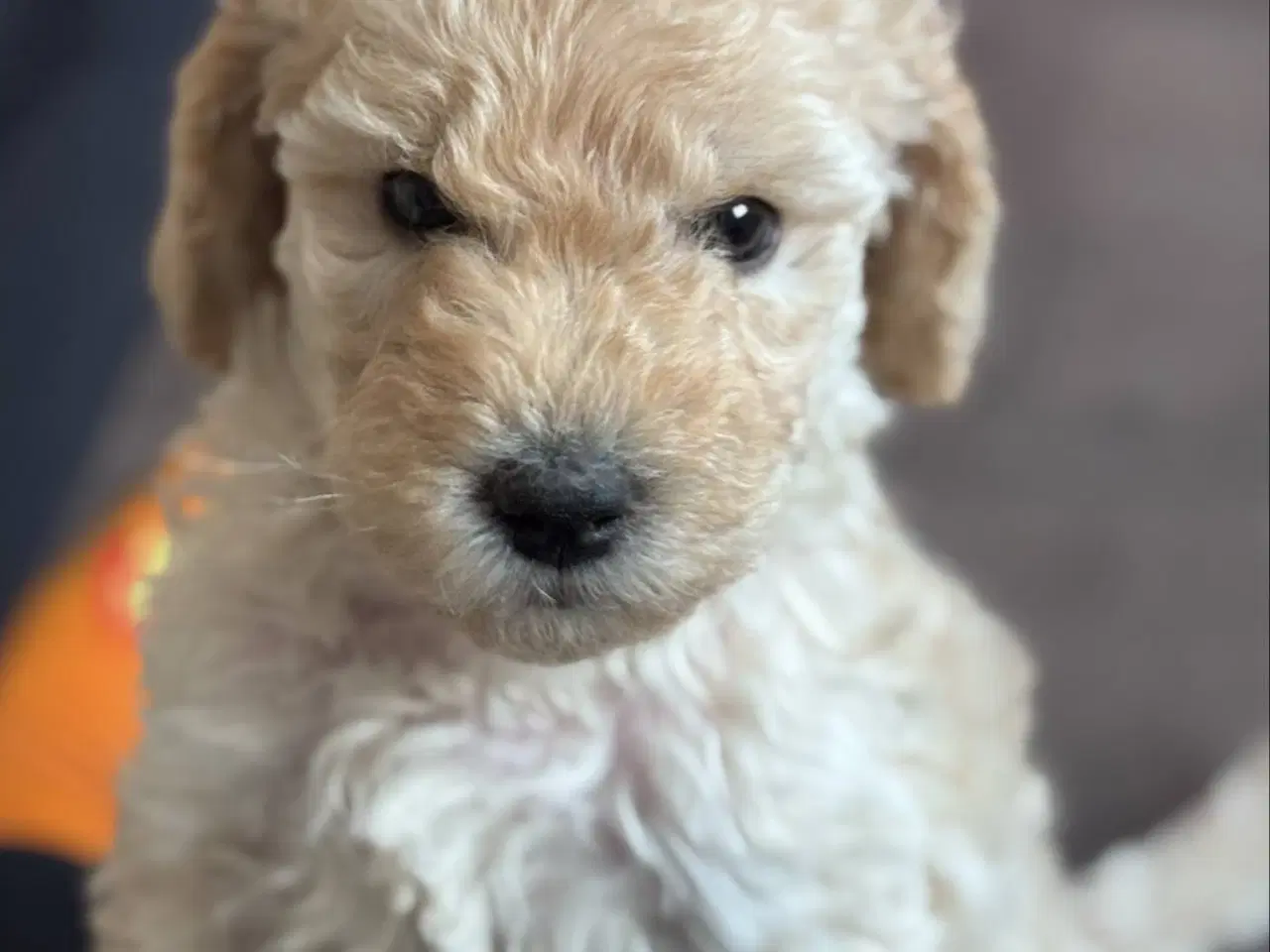 Billede 3 - F3 Labradoodles små 