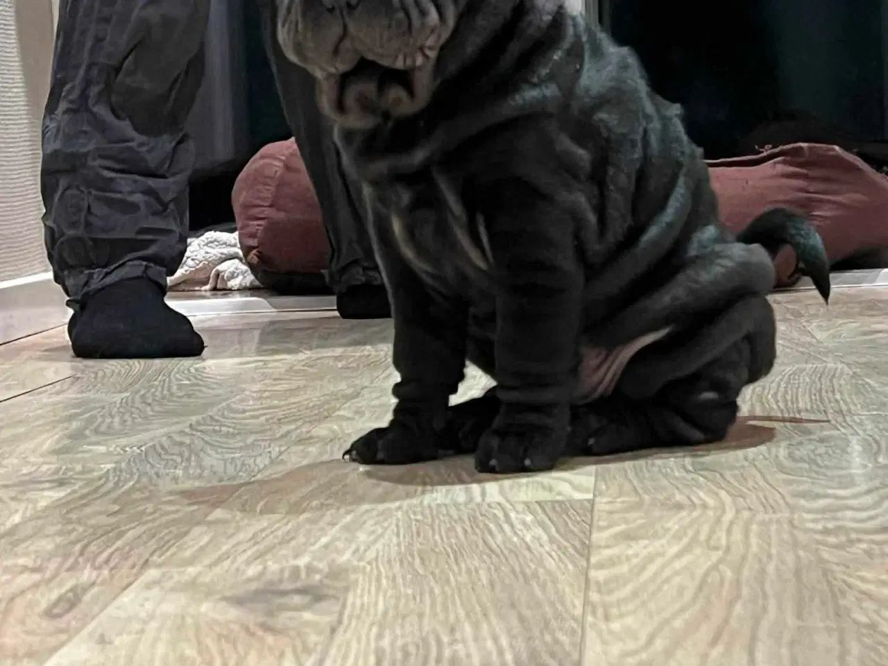 Billede 1 - Shar Pei
