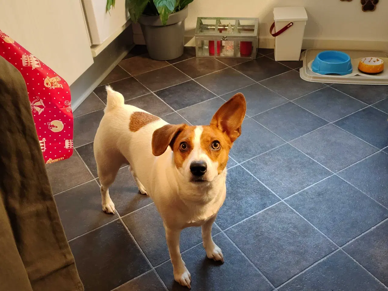 Billede 3 - Jack Russell