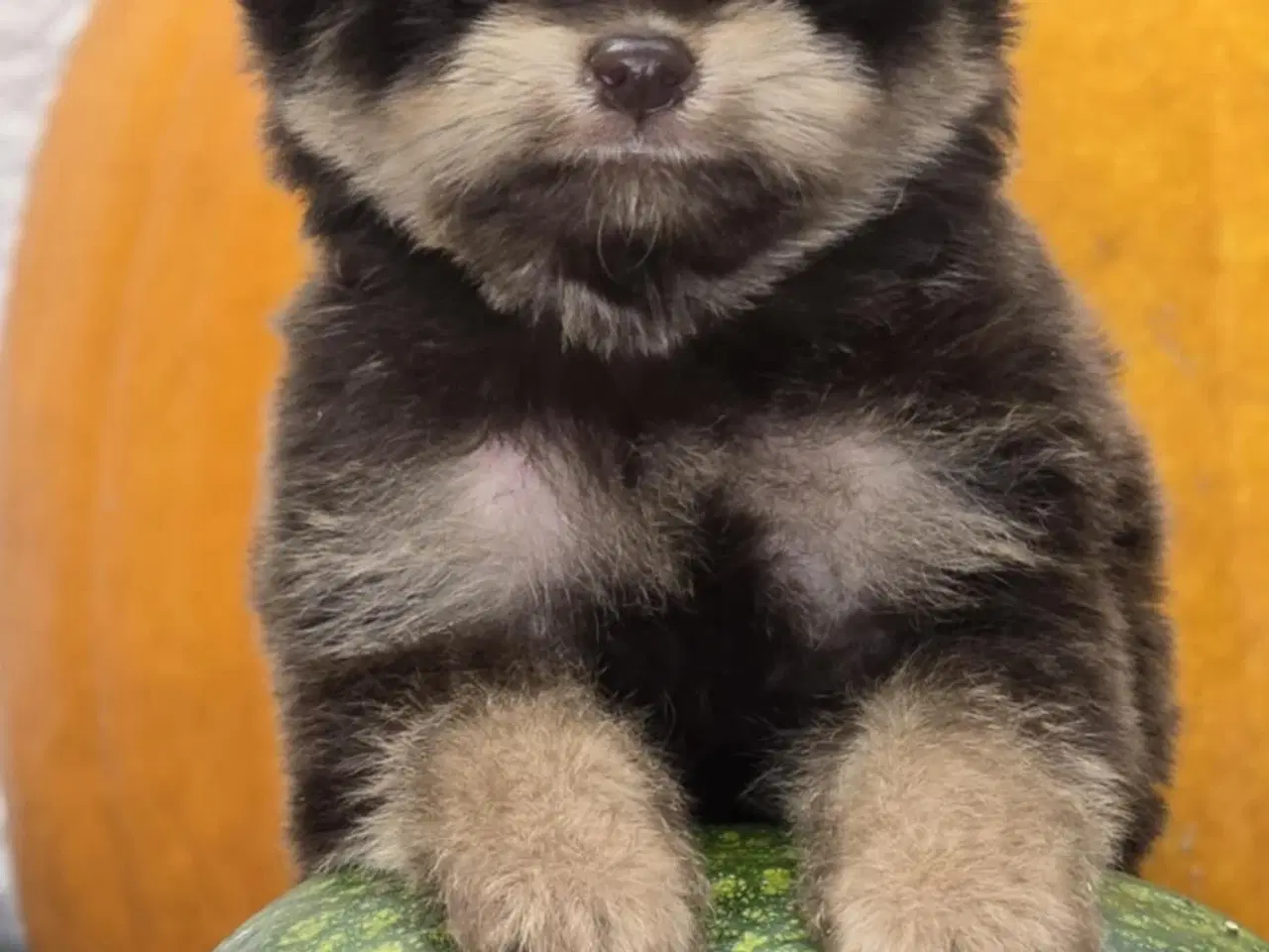 Billede 4 -  Brune Pomapoo Hvalpe