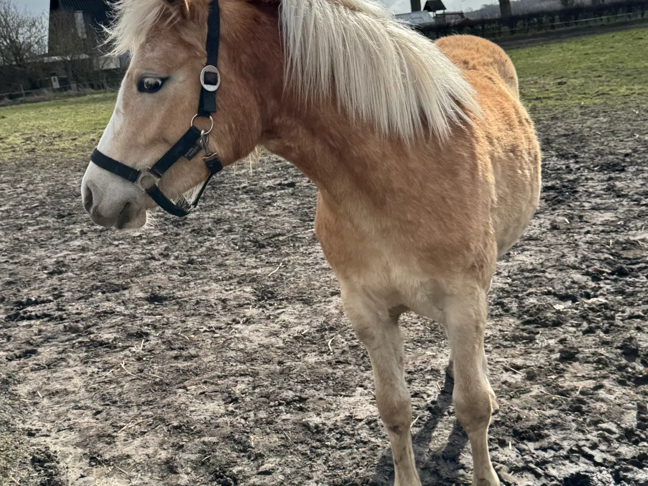 Billede 2 - Haflinger hoppeføl 