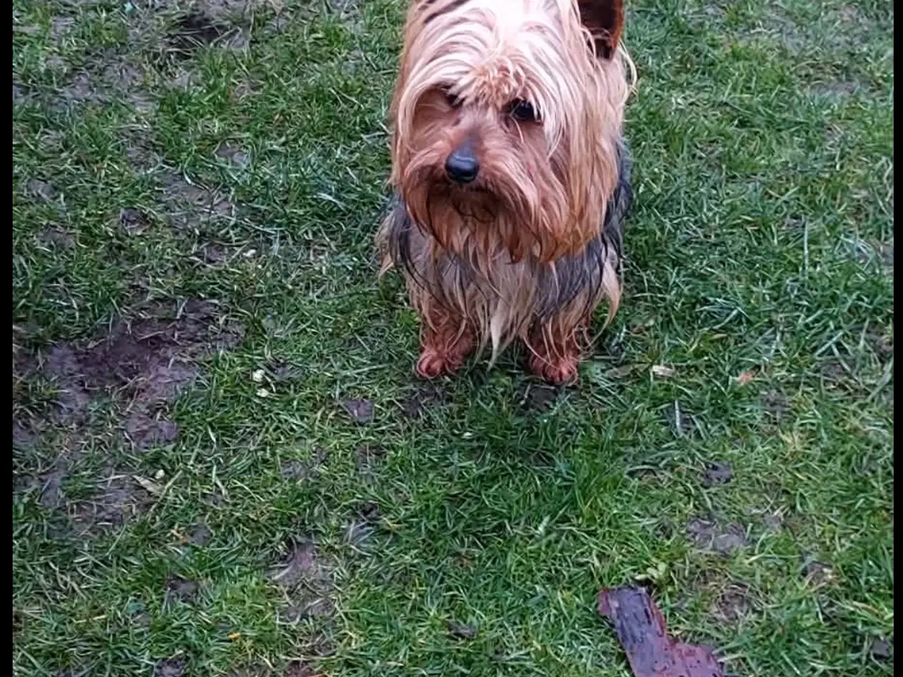 Billede 3 - 2 Yorkshire terrier (Han og tæve)