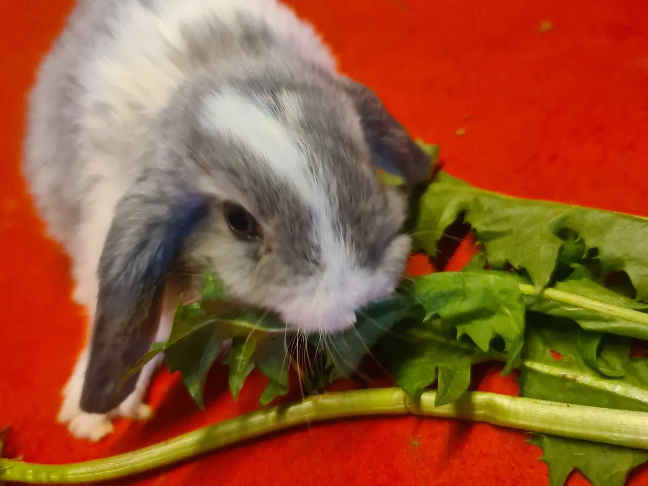 Billede 16 - Mini Lop Kaninunger 