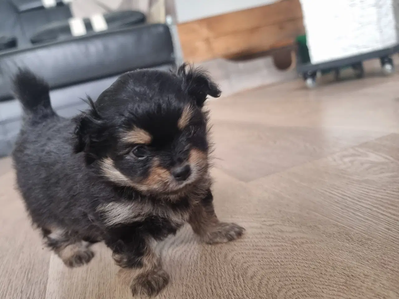 Billede 2 - Pomchi hvalp 