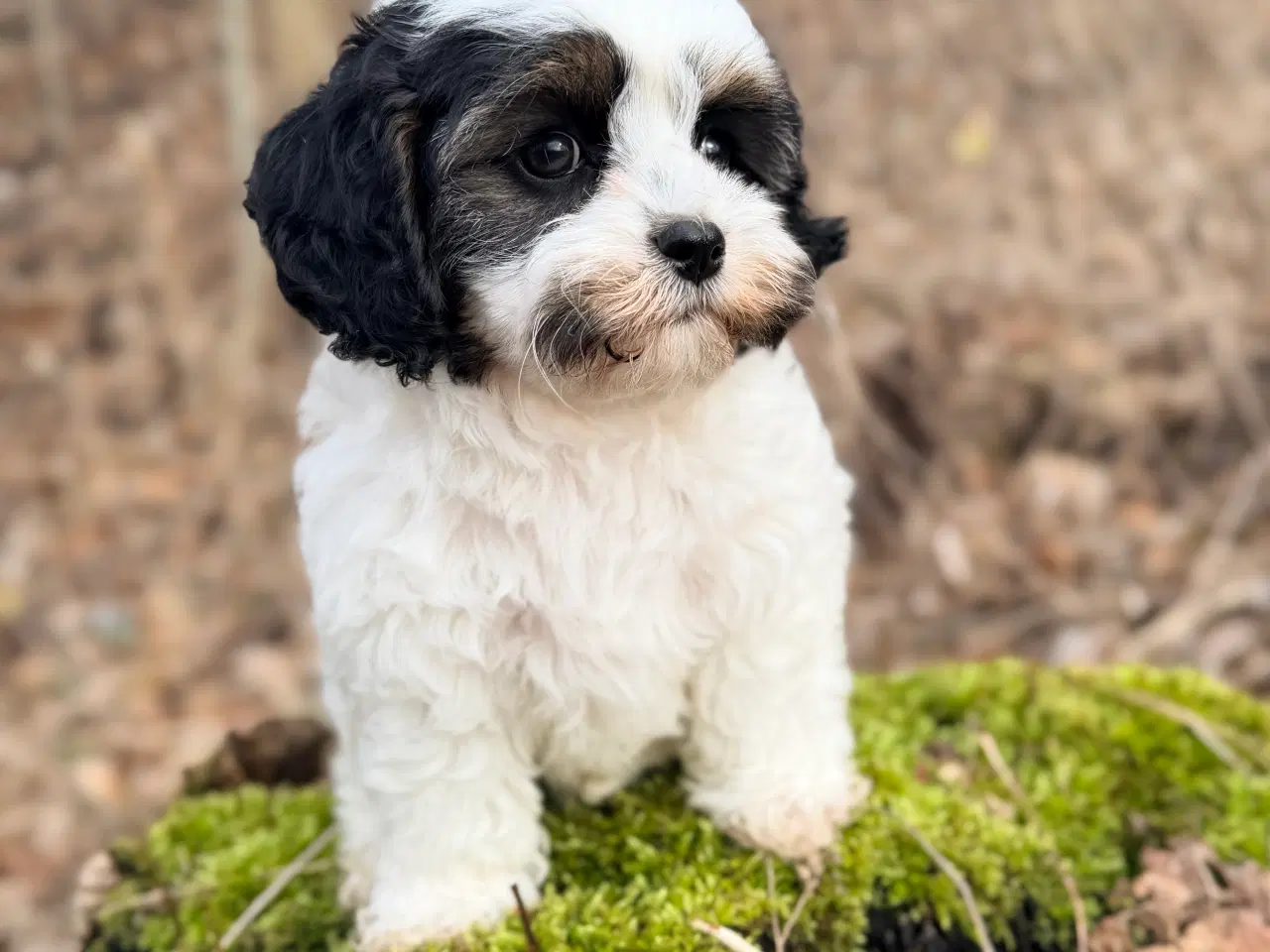 Billede 5 - Doodle Dreng