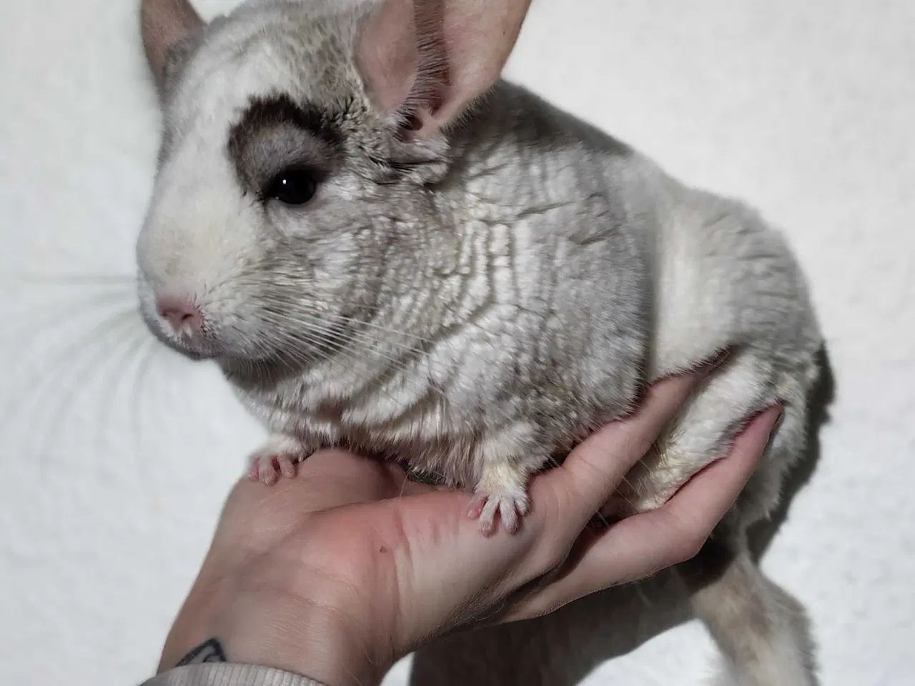 Billede 2 - 5 Chinchillaer 🍀