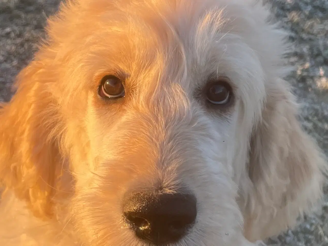 Billede 8 - Goldendoodle-HVALPE