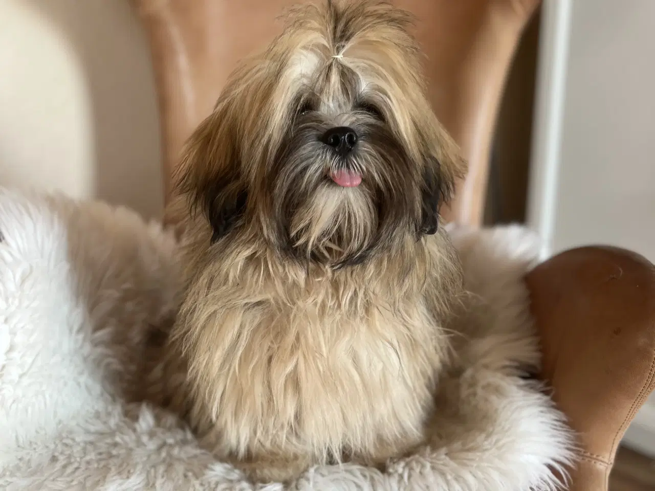 Billede 3 - Lhasa apso 