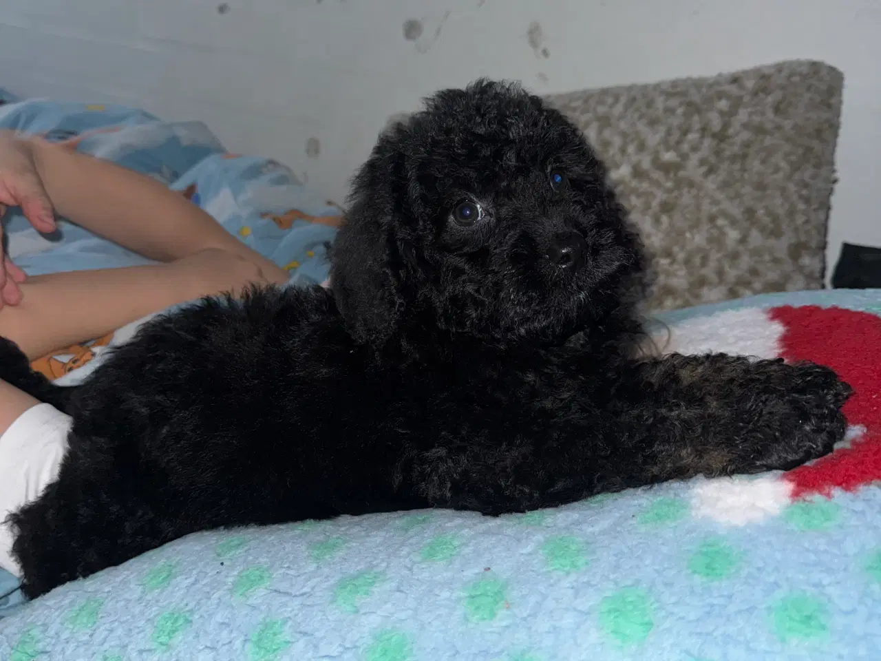 Billede 3 - Labradoodle