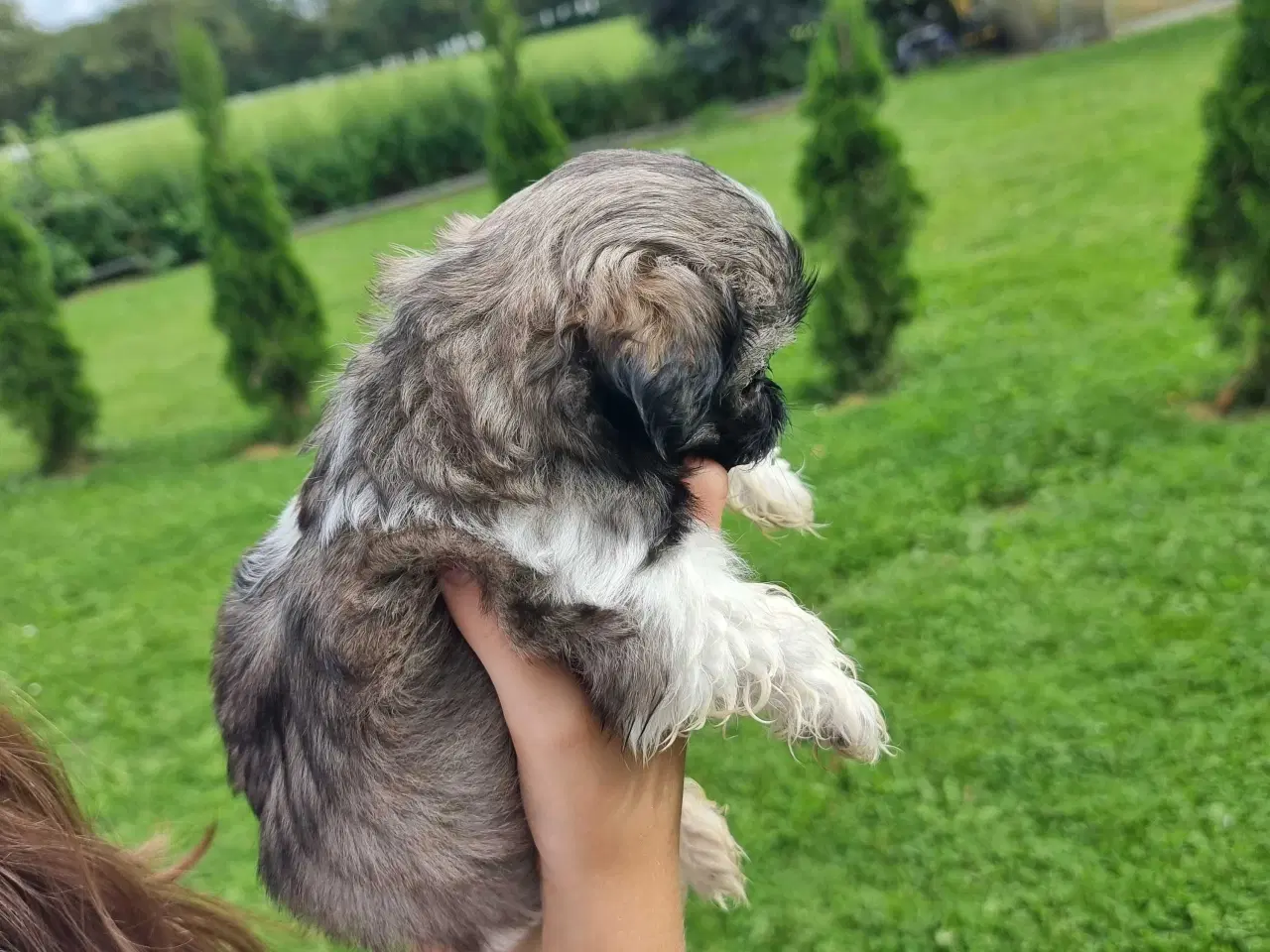 Billede 6 - Shih Tzu-hvalpe 