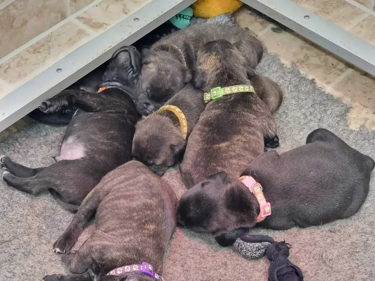 Billede 3 - Engelsk staffordshire Bull terrie hvalpe 