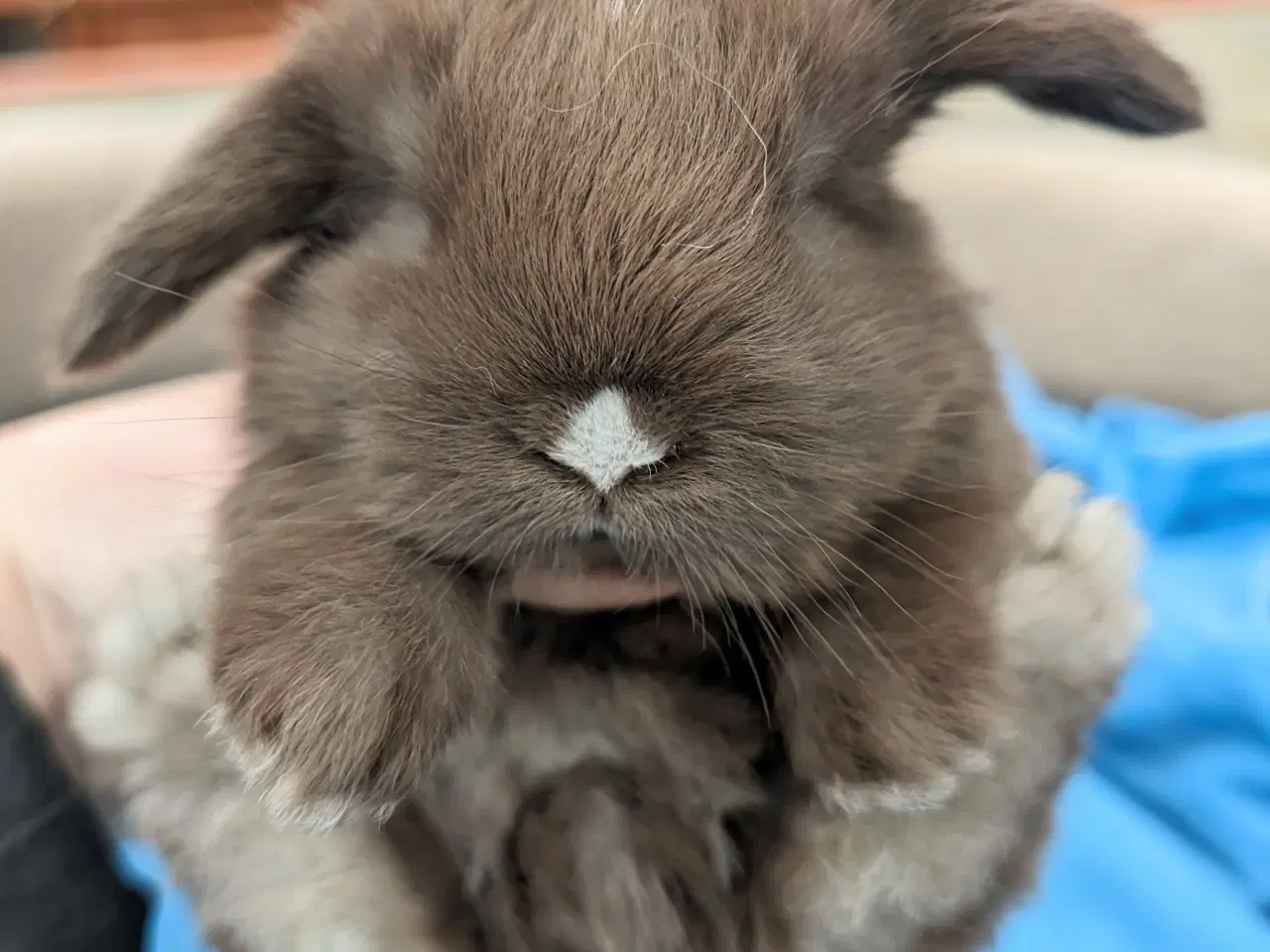 Billede 8 - Minilop kaninunge sælges