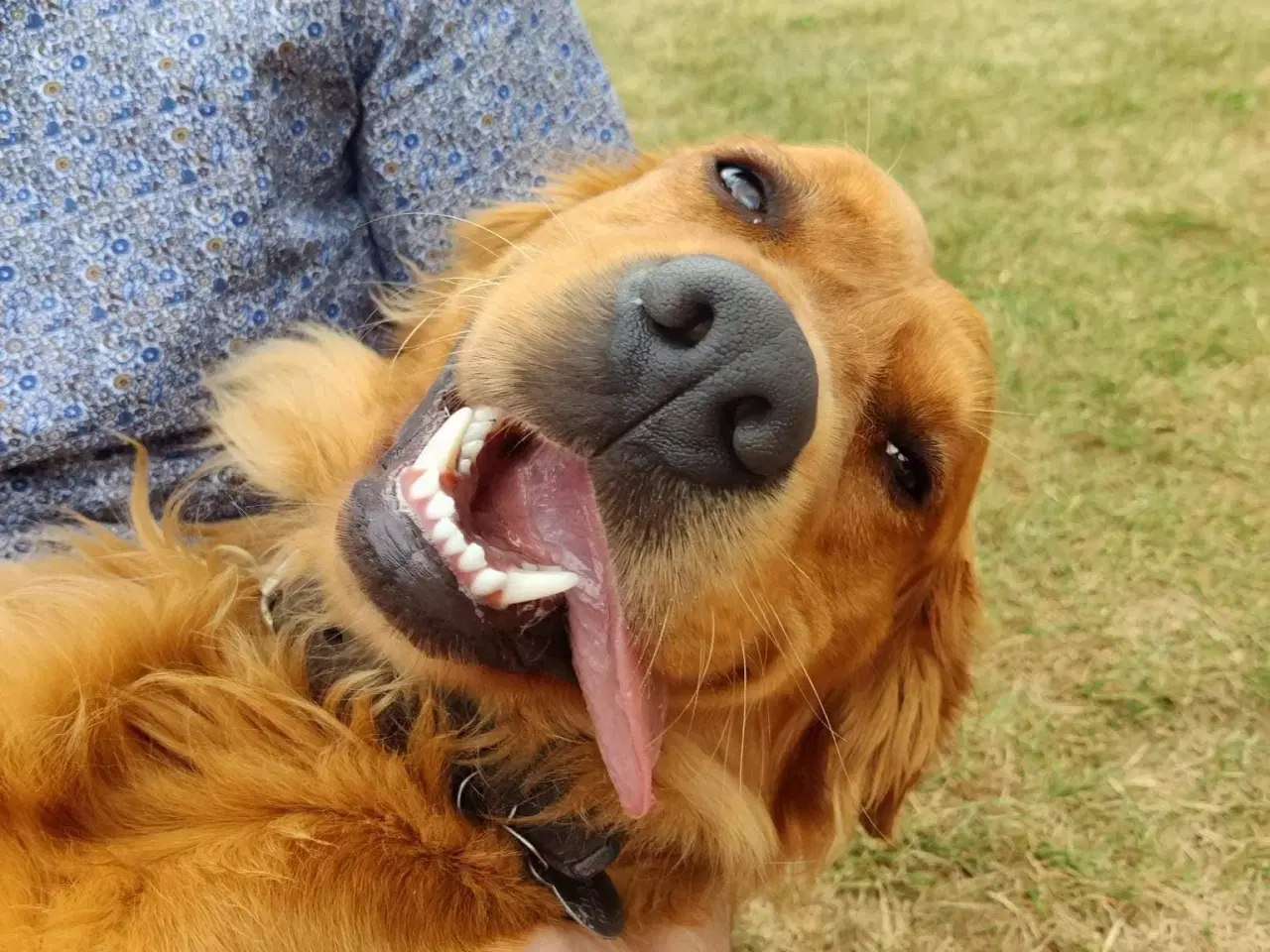 Billede 8 - Parring tilbydes. Gylden-mørk Golden Retriever