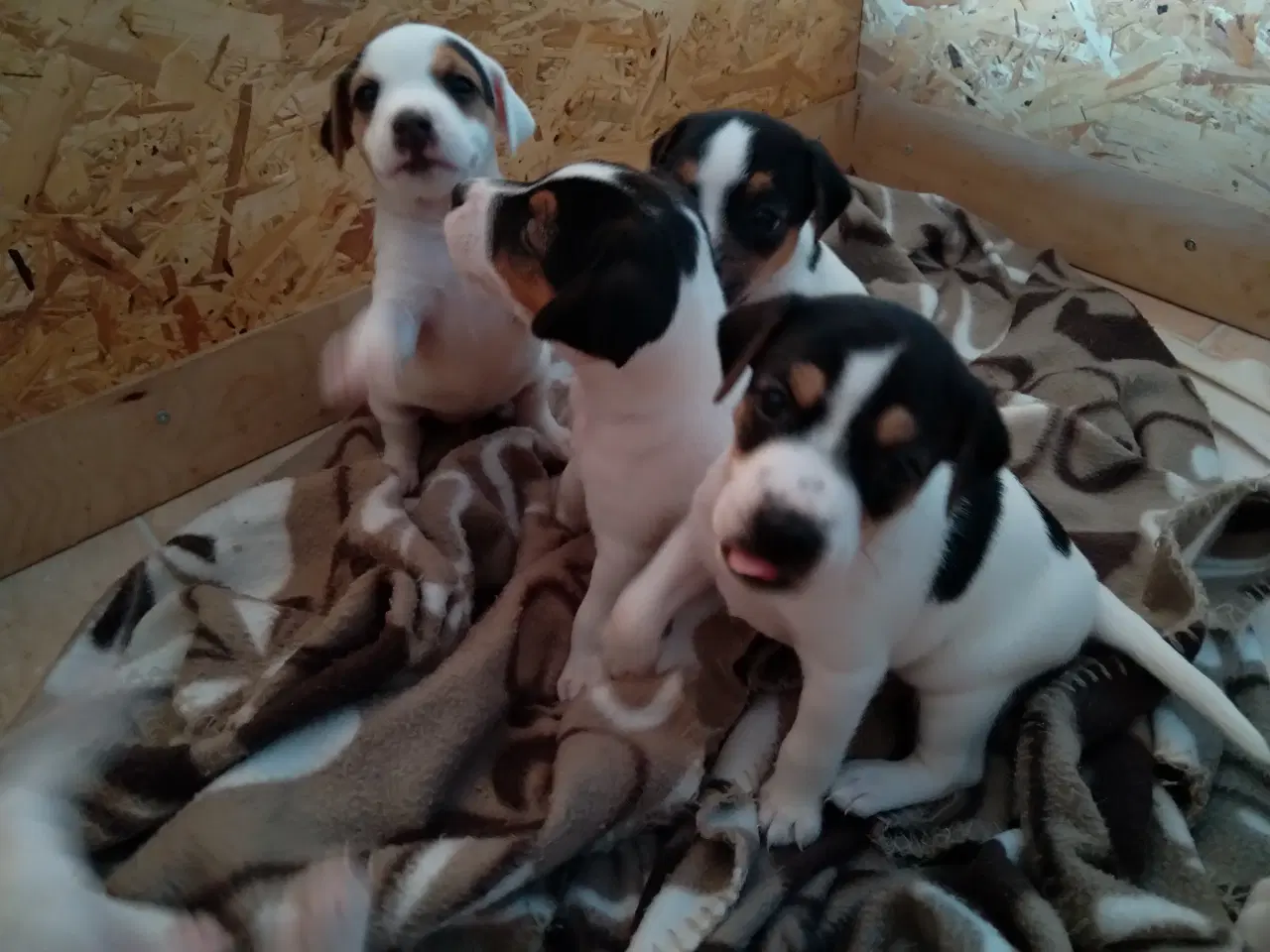 Billede 2 - Jack Russell hvalpe 