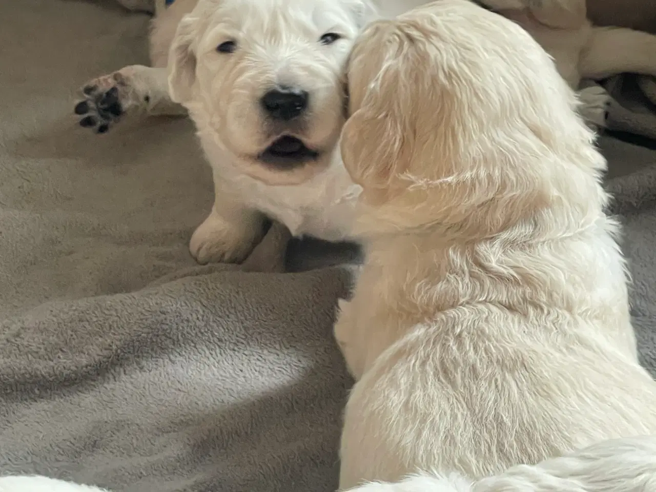Billede 11 - Hvalpe - Goldendoodle