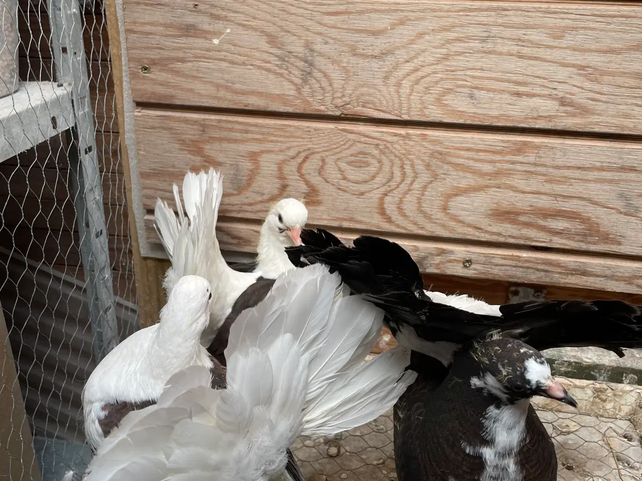 Billede 2 - 3 flotte højstjerter dueunger sælges