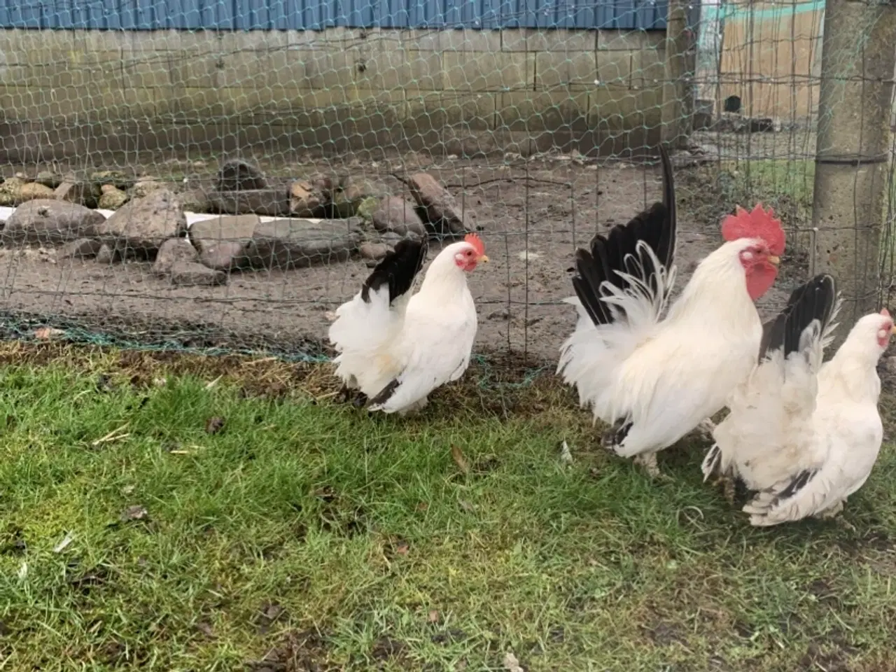 Billede 2 - Chabo kyllinger