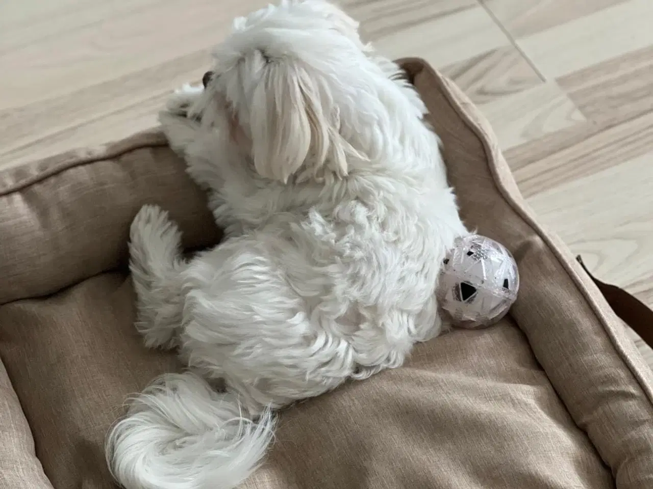 Billede 2 - Maltese tæve ( 2-2.5kg ) 