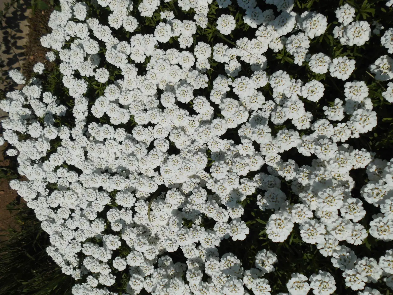 Billede 1 - Bunddække med hvide blomster. 