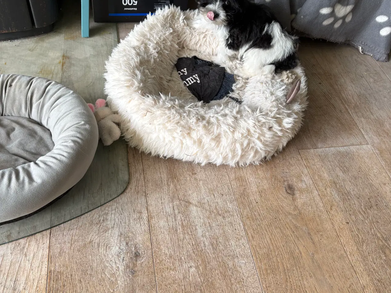 Billede 7 - Allergivenlig -mini/ micro Yorkie mix