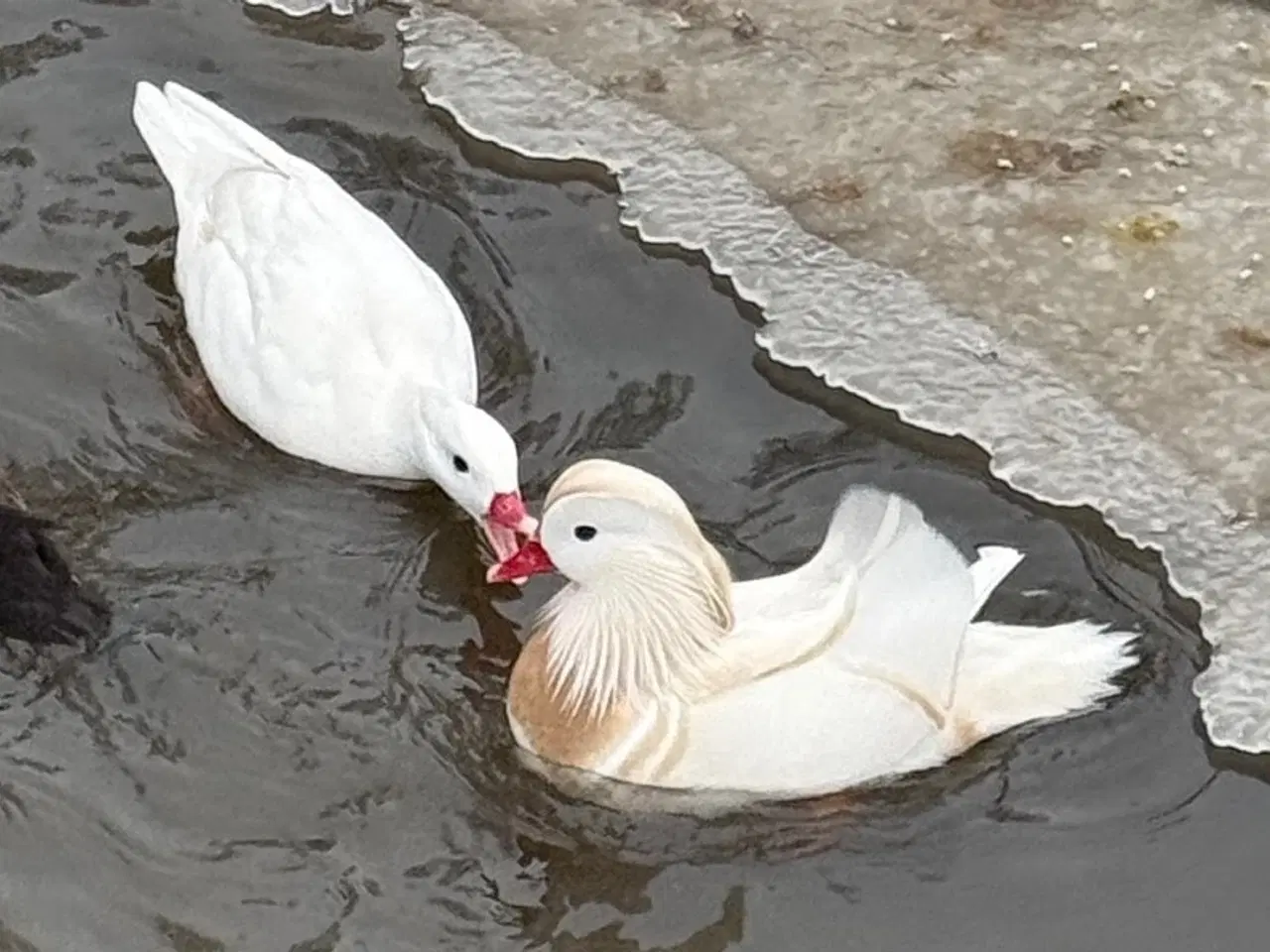 Billede 1 - Mandarin - Ænder - Hvide