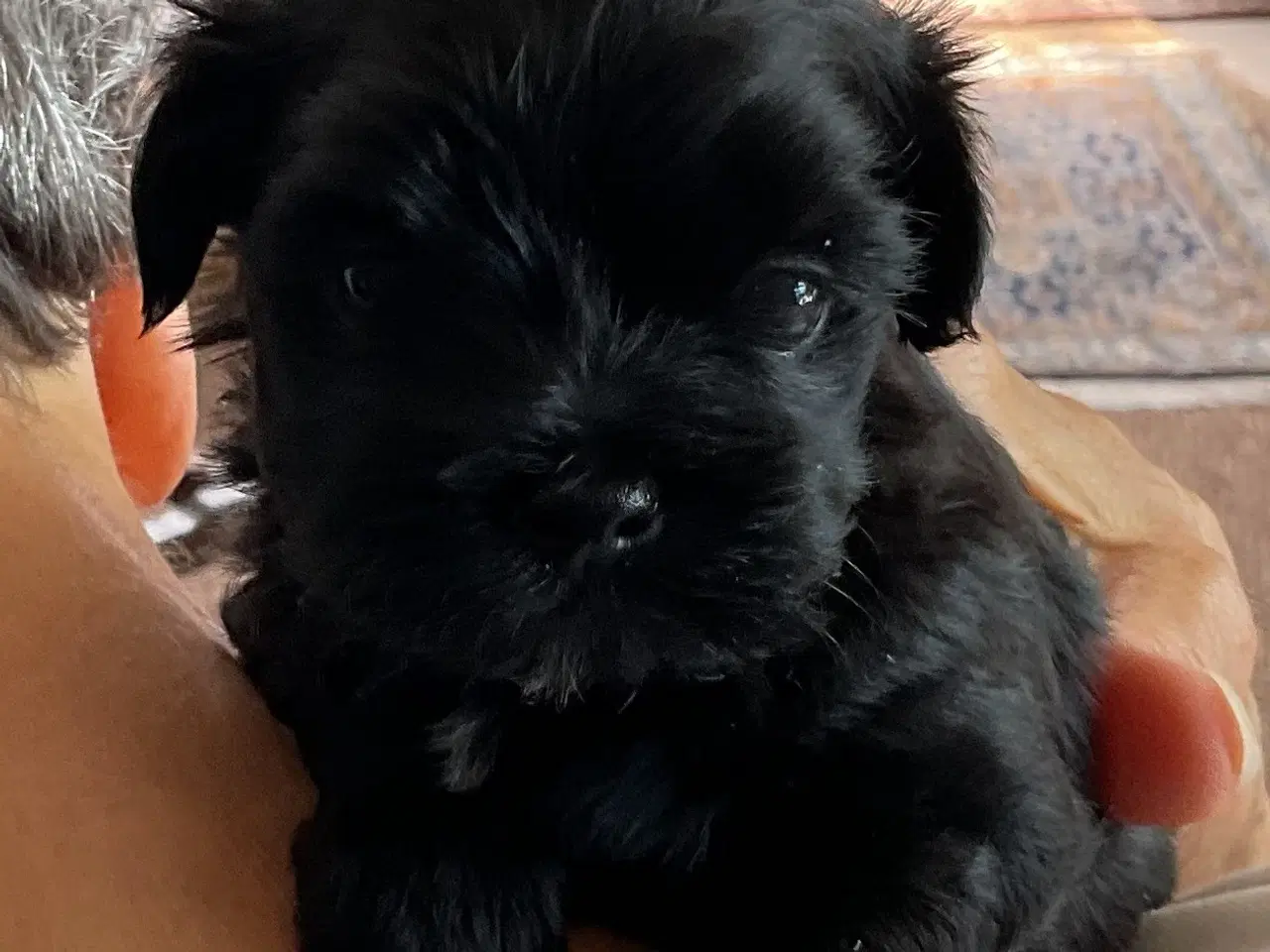 Billede 4 - Bichon Havanais hvalpe.
