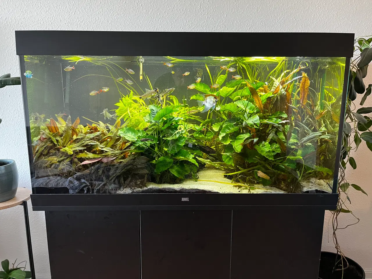 Billede 3 - Juwel akvarie 350 liter