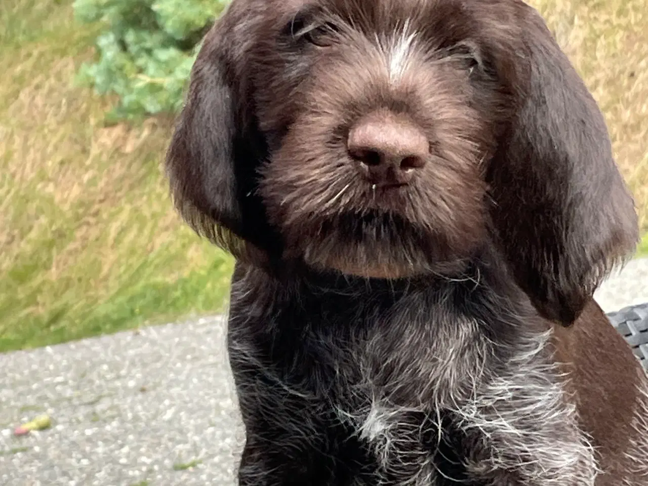 Billede 3 - Ruhår hønsehund hvalpe