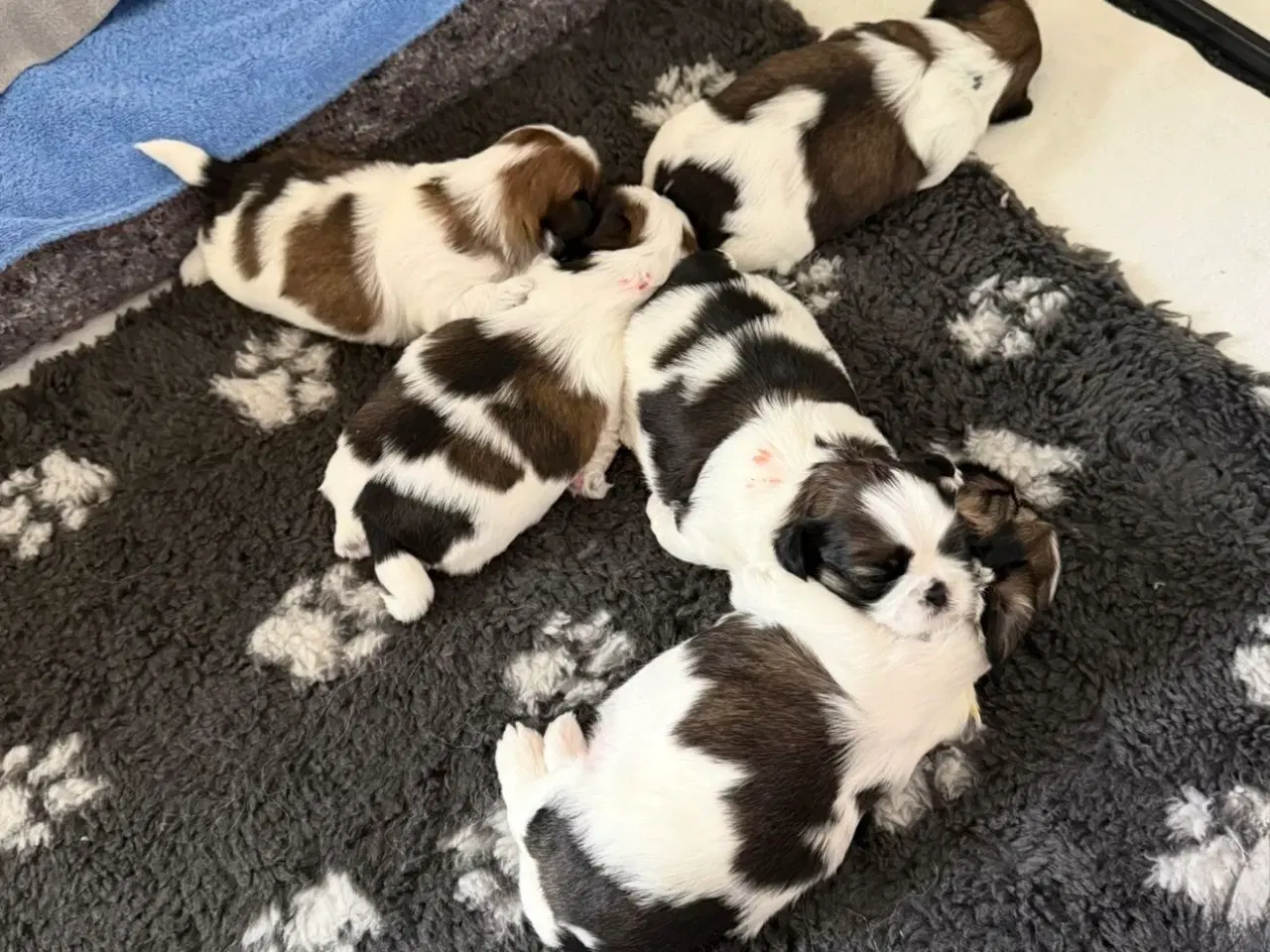 Billede 3 - Shih Tzu hvalp sælges