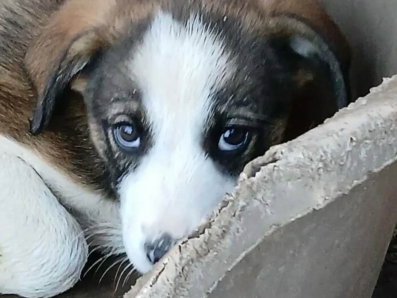 Billede 1 - Dax søger sin første familie