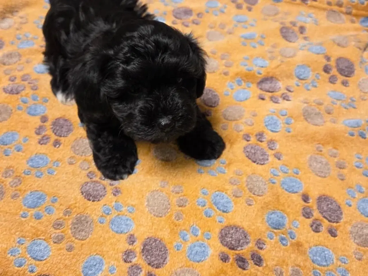 Billede 10 - Søde Maltipoo hvalpe søger nye hjem