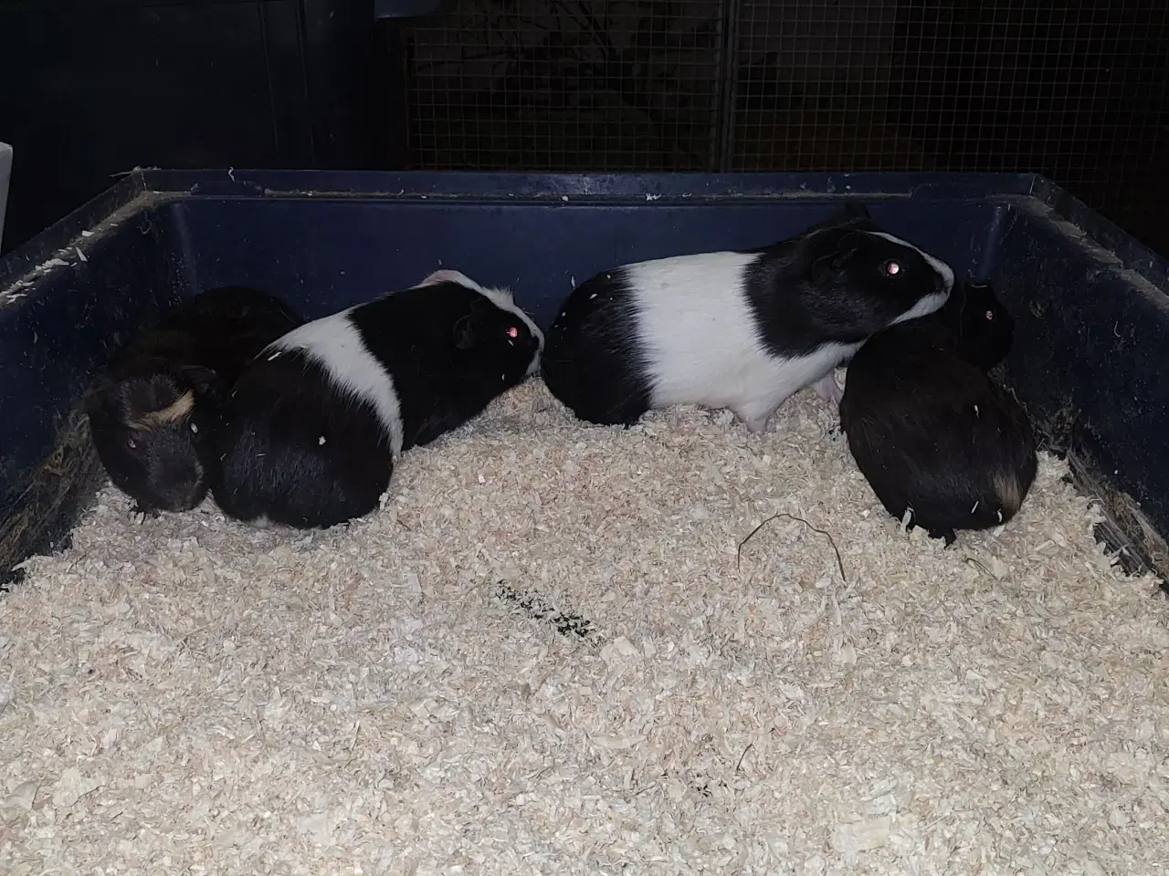 Billede 2 - Marsvin hunner sælges 
