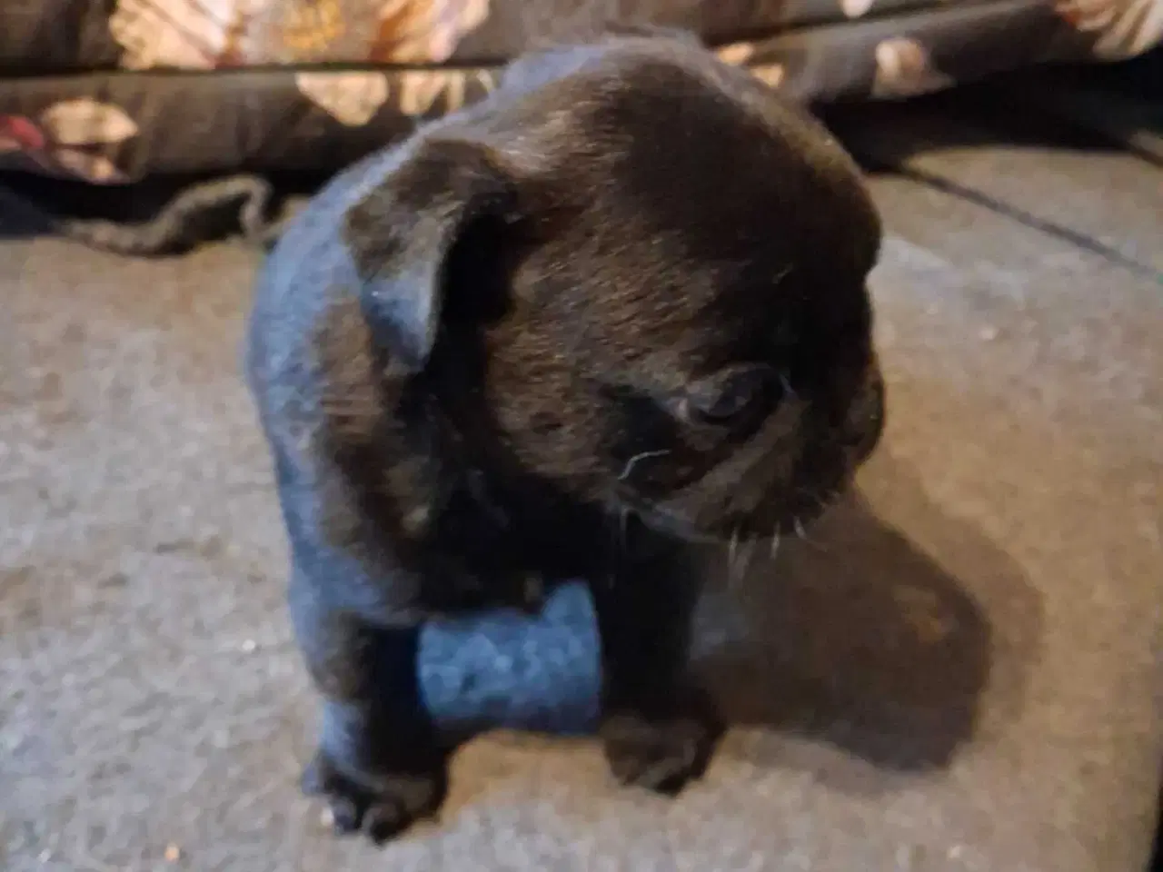 Billede 7 - Små hvalpe salgs klar