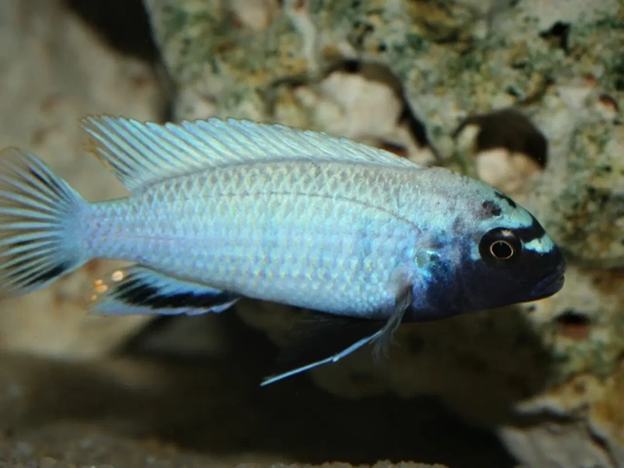 Billede 1 - Pseudotropheus Polit fra Lion's Cove