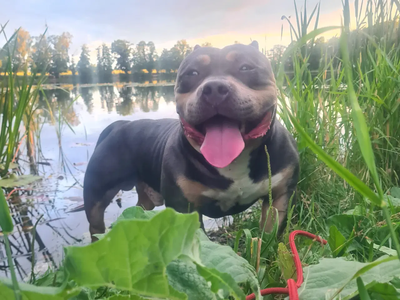 Billede 6 - American Bully Pocket 