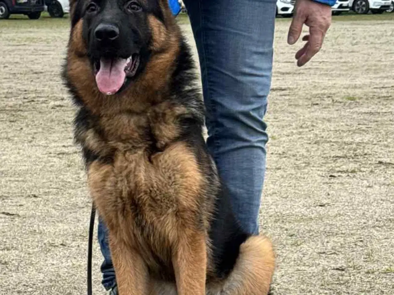 Billede 2 - Flot fynbo på 7 mdr. Med DKK stambog!