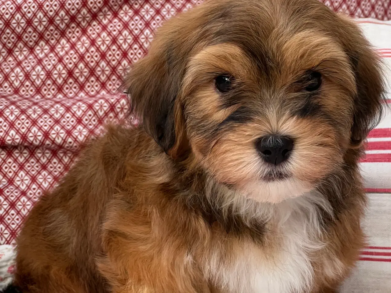 Billede 4 - Dejlige Bichon Havanais