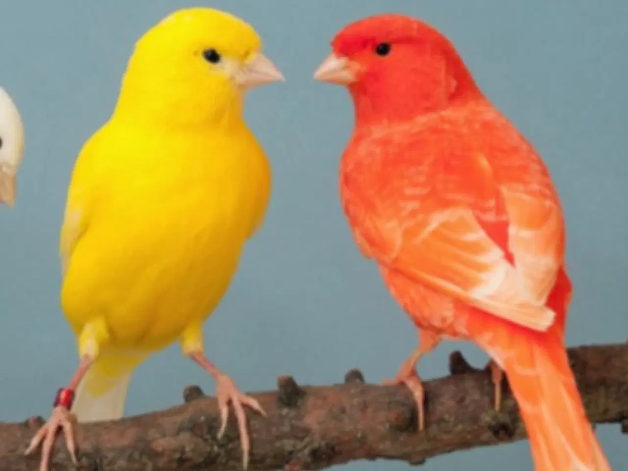 Billede 1 - Søger kanariefugl 